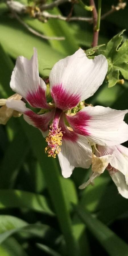 Malva canariensis flower
