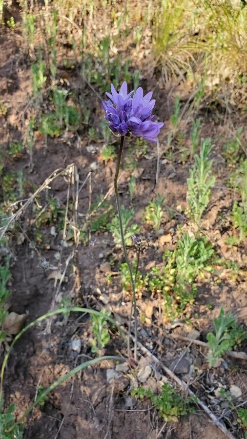 Dichelostemma capitatum bark