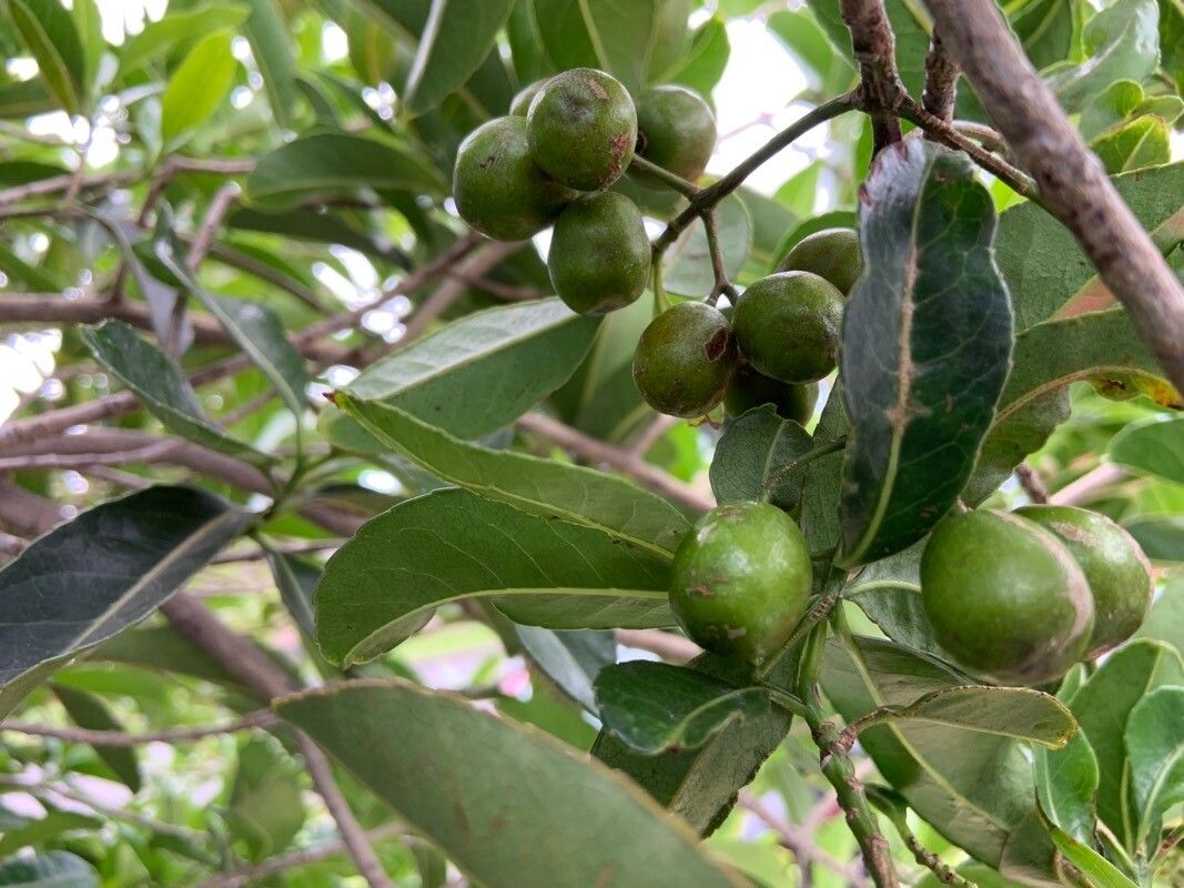 Cassine orientalis fruit