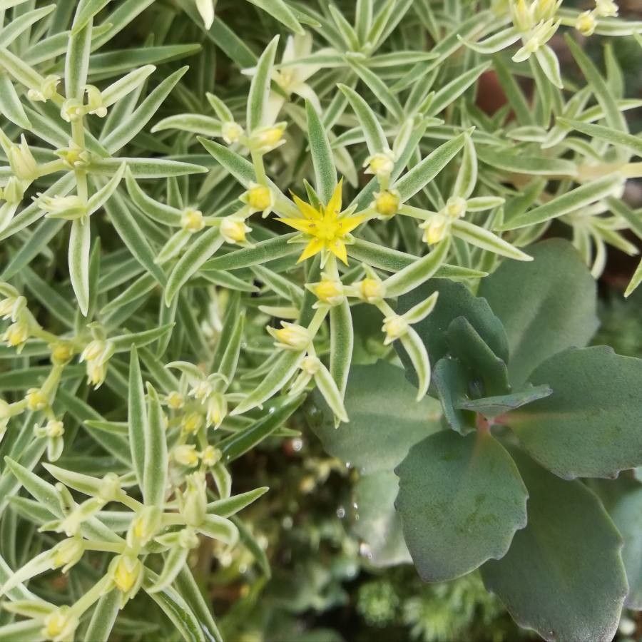 Sedum lineare flower