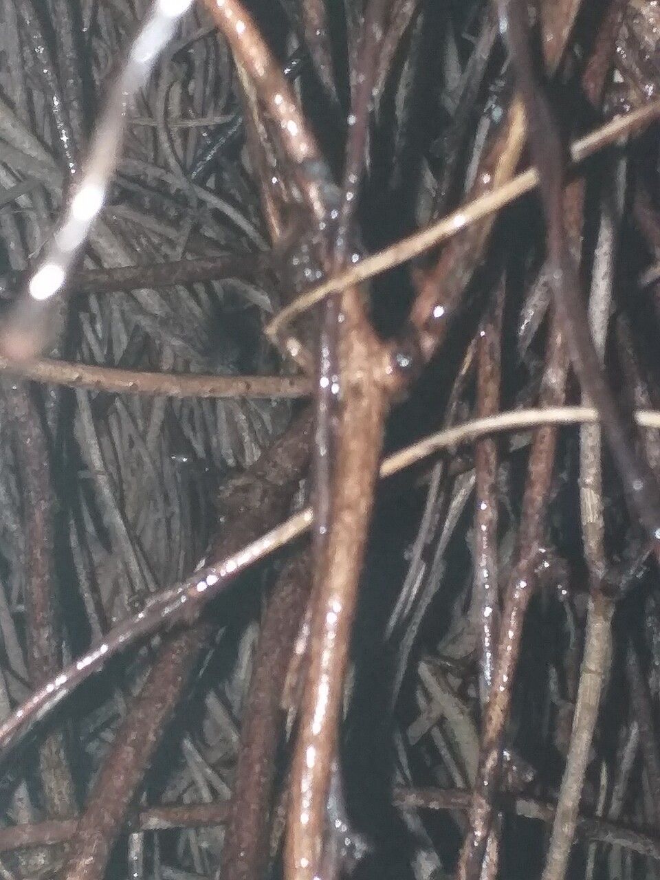 Akebia trifoliata bark