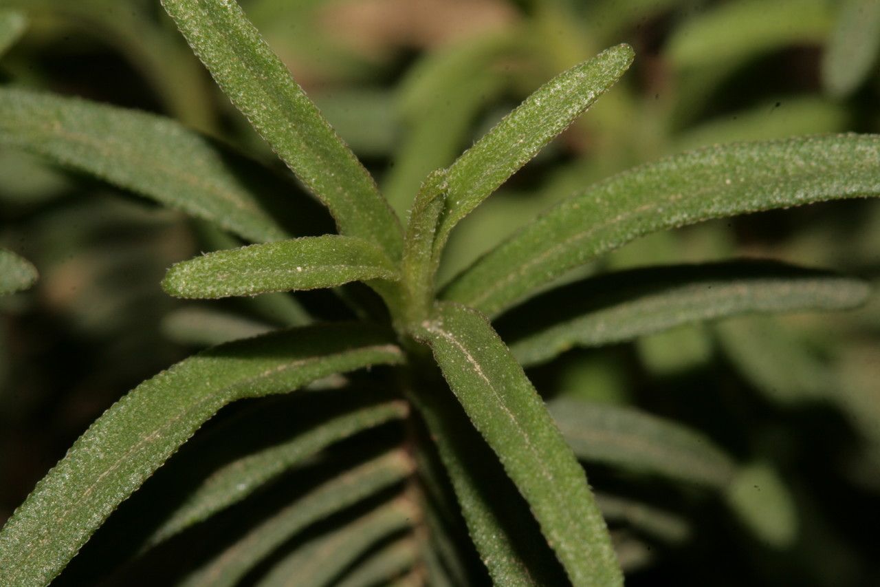 Odontites squarrosus leaf