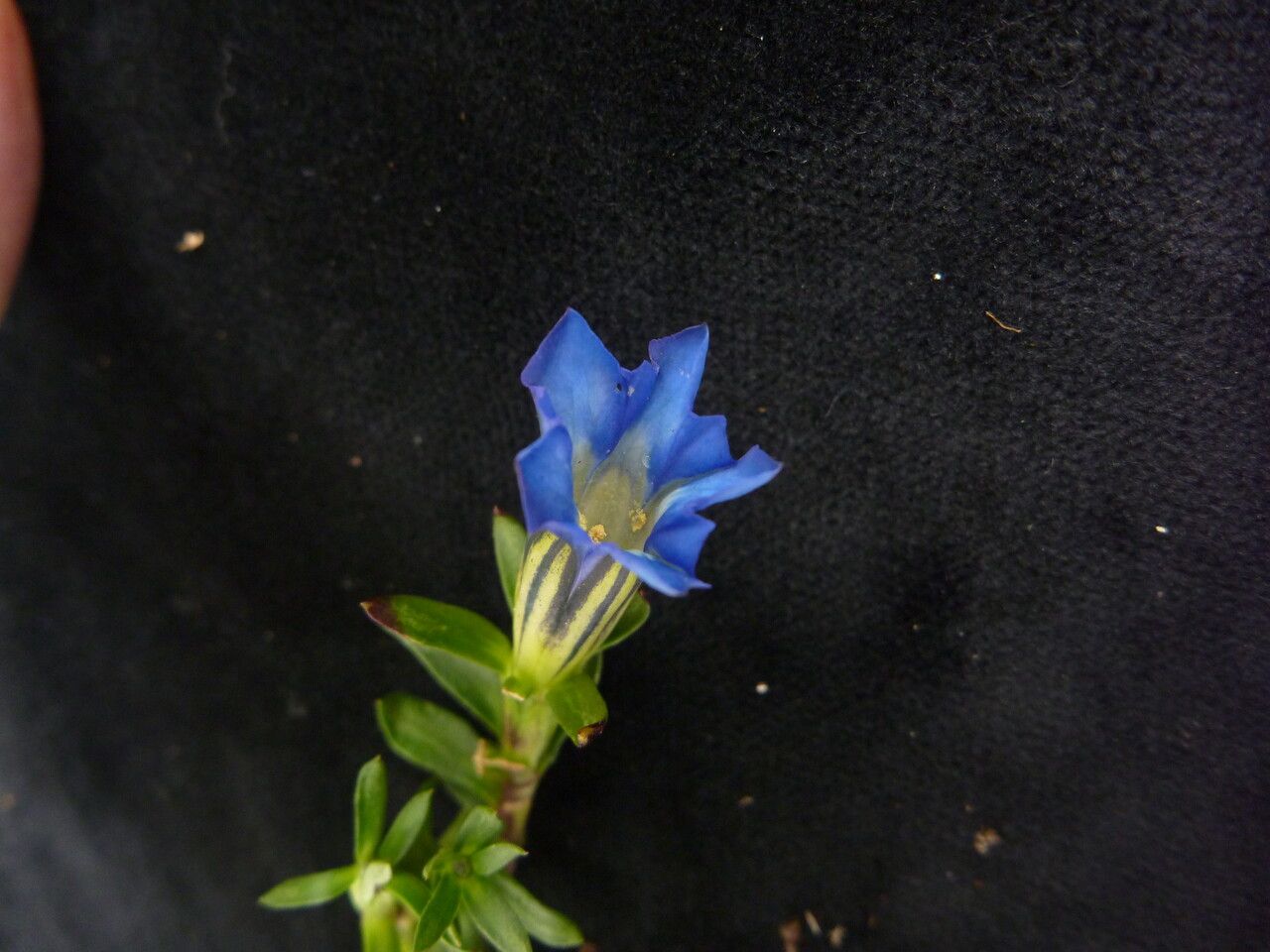 Gentiana obconica flower