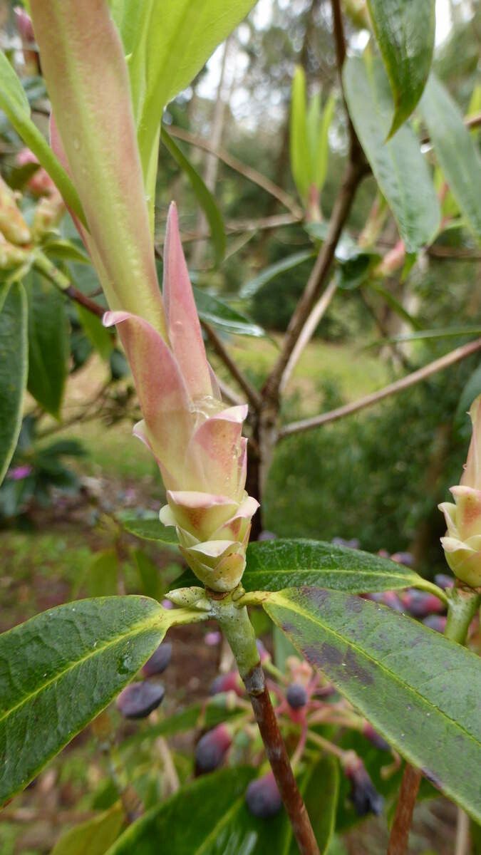 Rhododendron genestierianum leaf