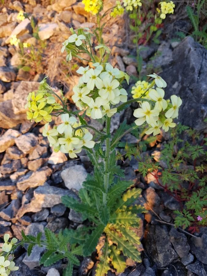 Biscutella cichoriifolia flower