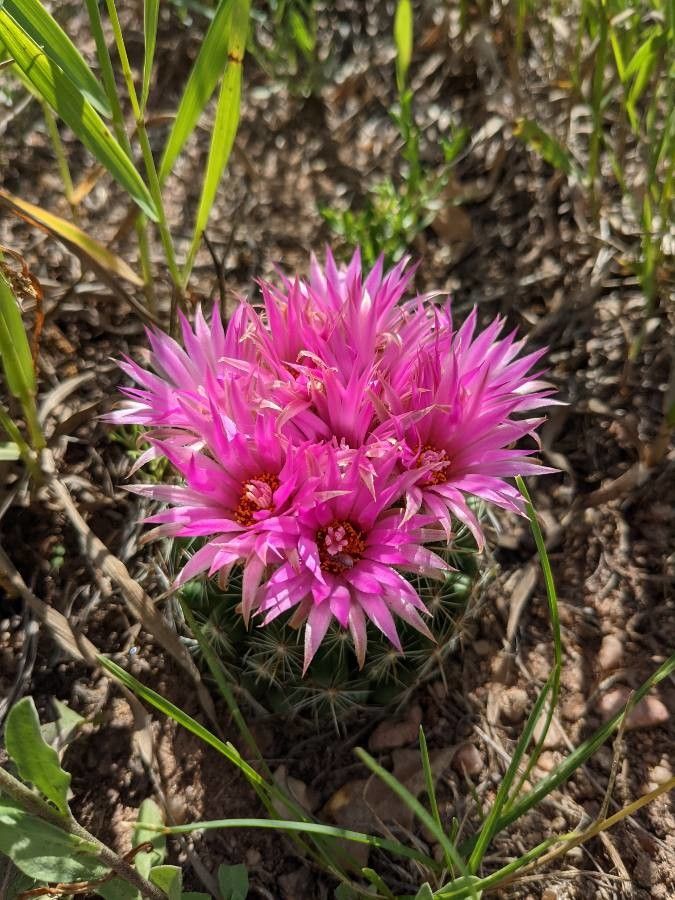Escobaria vivipara flower