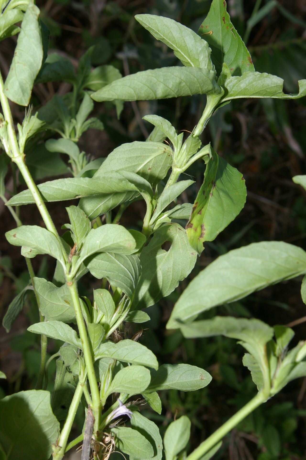 Dyschoriste quadrangularis — houseplant care guide