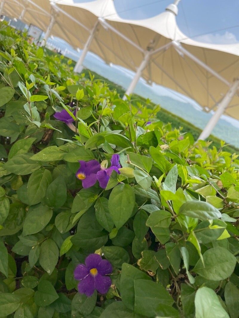Thunbergia erecta flower