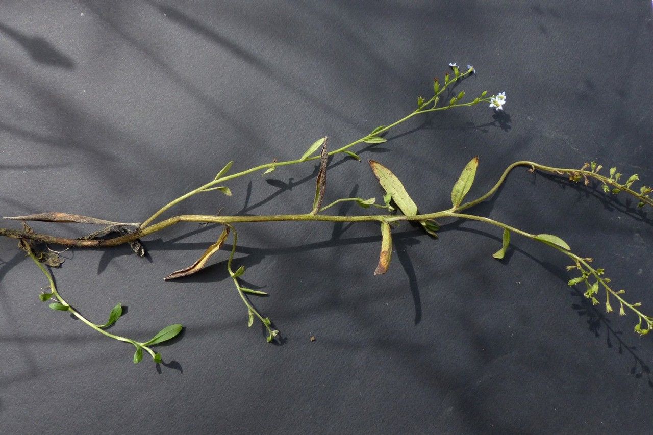 Myosotis michaelae — houseplant care guide