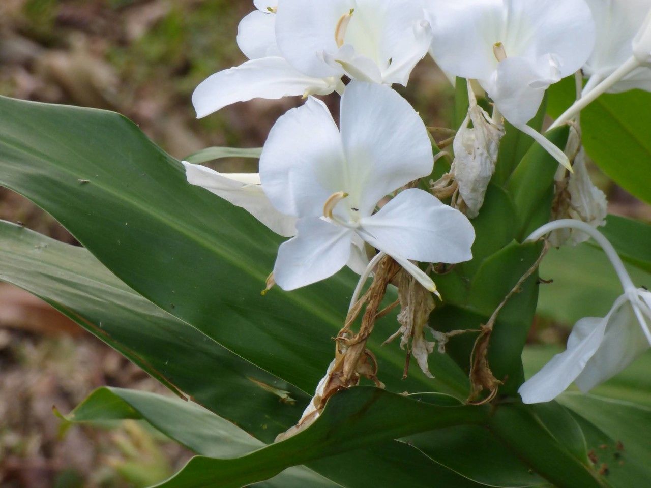 Hedychium coronarium flower