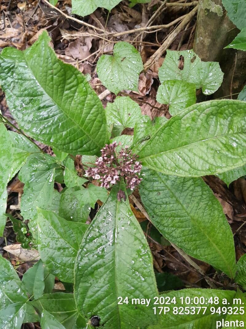 Ardisia pellucida — search result for 'Ardisia'