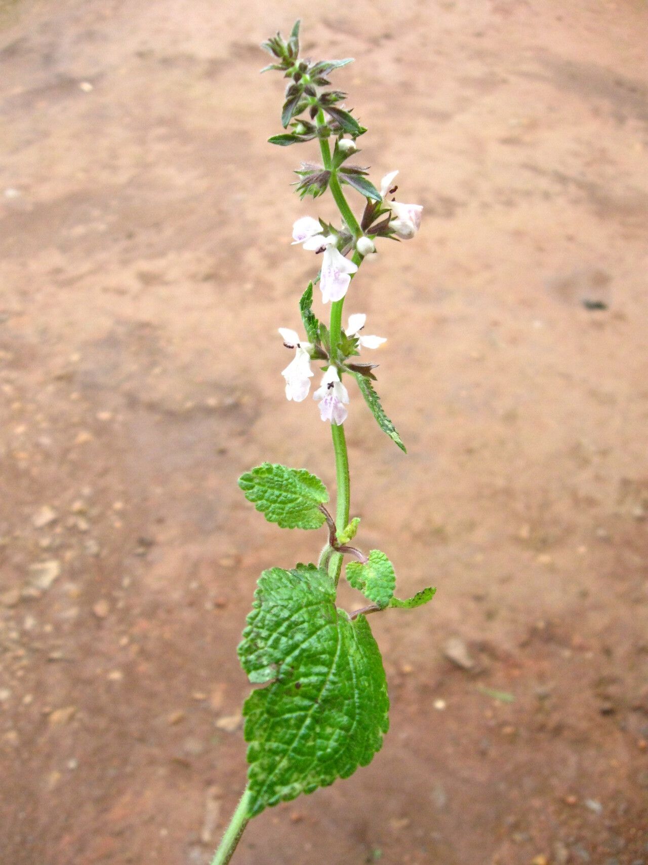 Stachys aculeolata