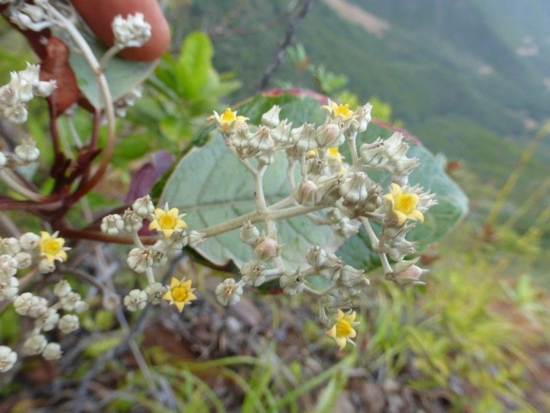 Argophyllum acinetochromum habit
