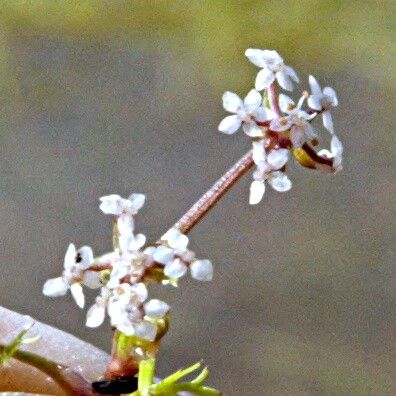 Helosciadium crassipes — related species from the same genus