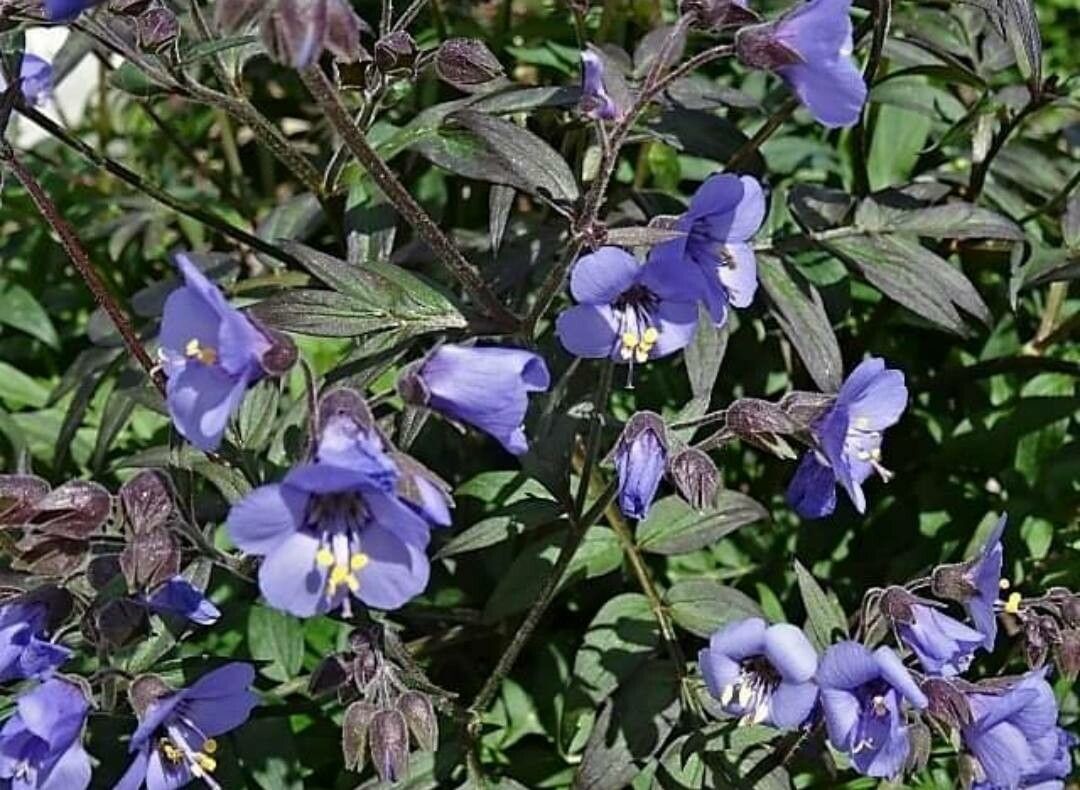 Polemonium reptans flower
