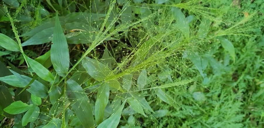 Panicum trichanthum flower