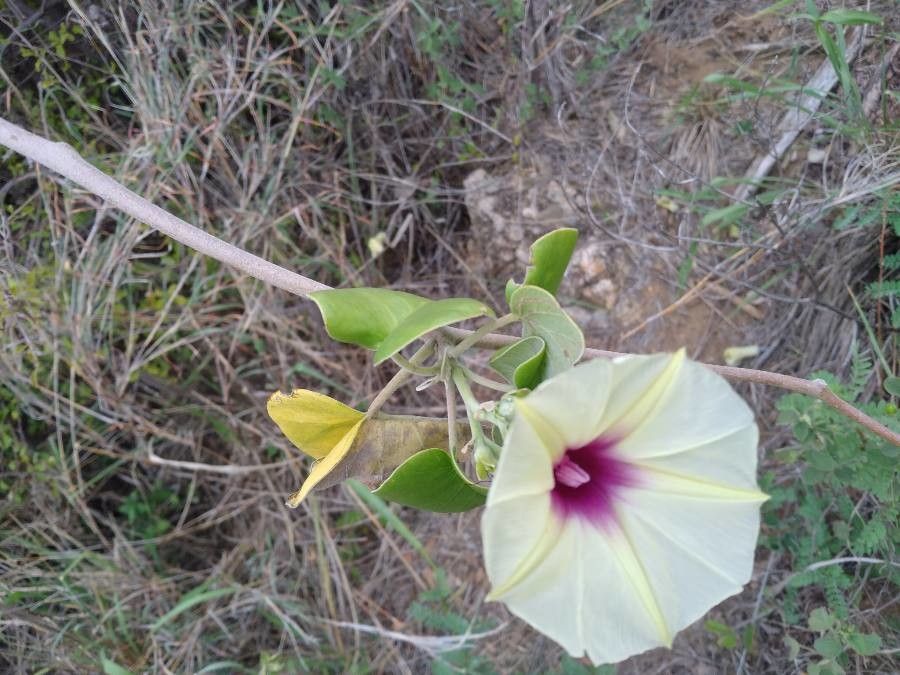 Ipomoea spathulata flower
