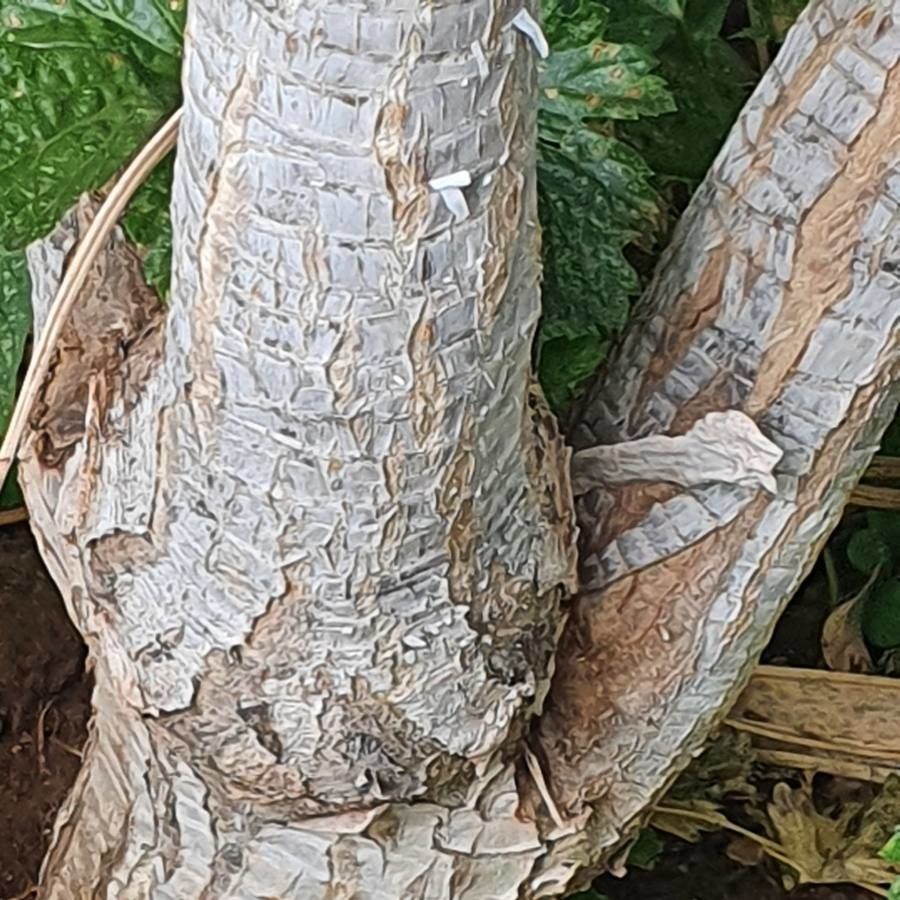 Dracaena ellenbeckiana bark