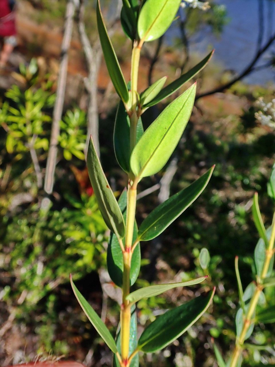 Normandia neocaledonica leaf