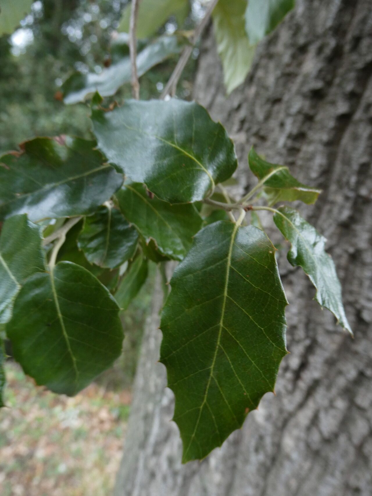 Quercus ×morisii — houseplant care guide