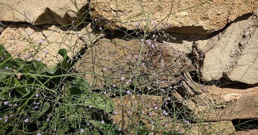 Limonium hibericum — houseplant care guide