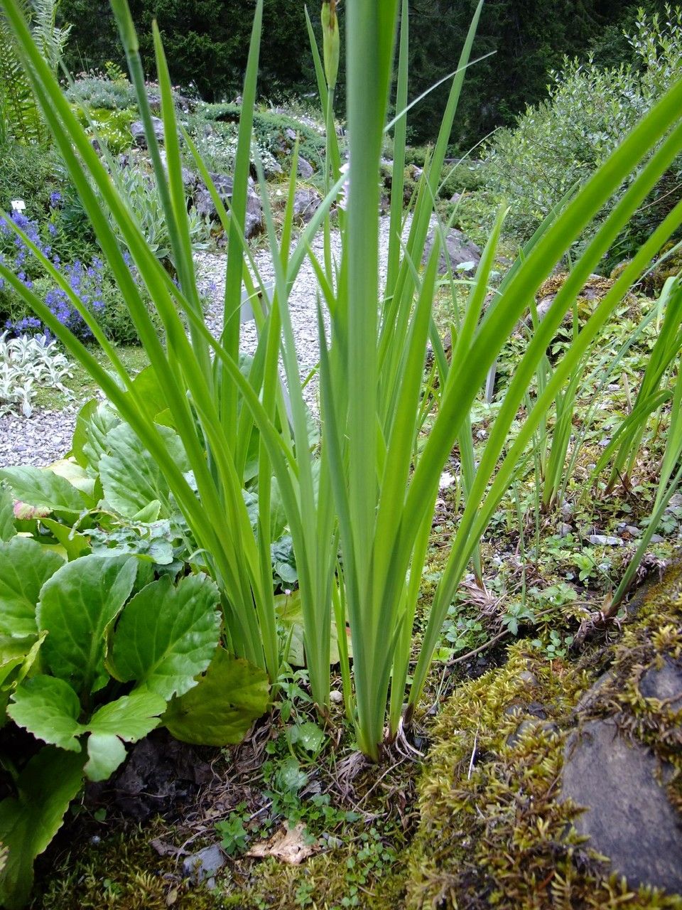 Iris chrysographes habit