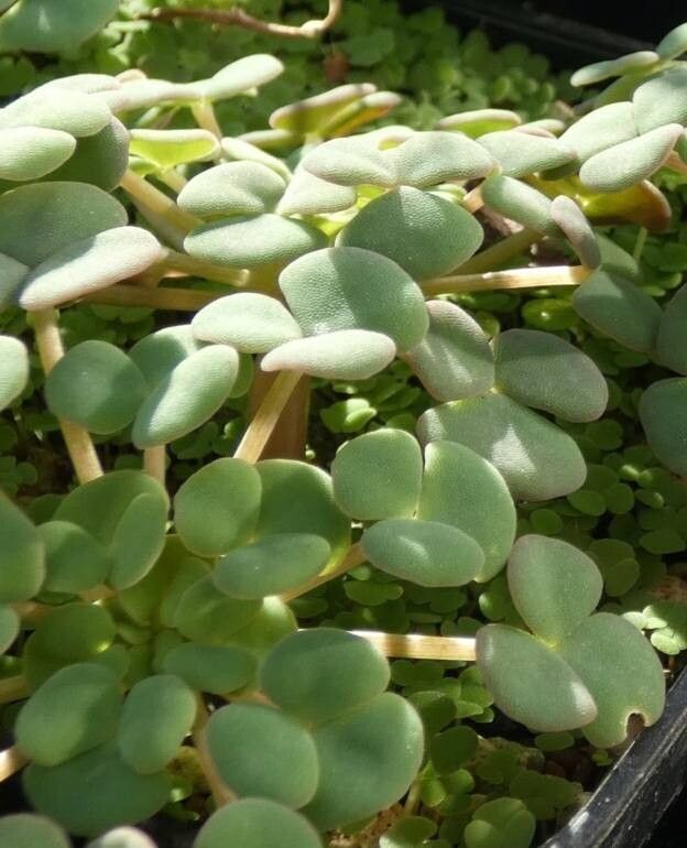 Oxalis convexula — houseplant care guide