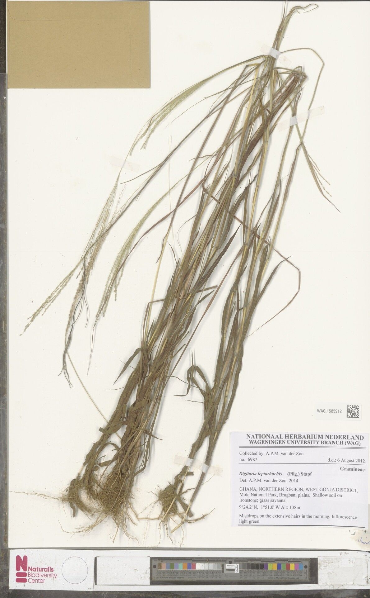 Digitaria leptorhachis — houseplant care guide