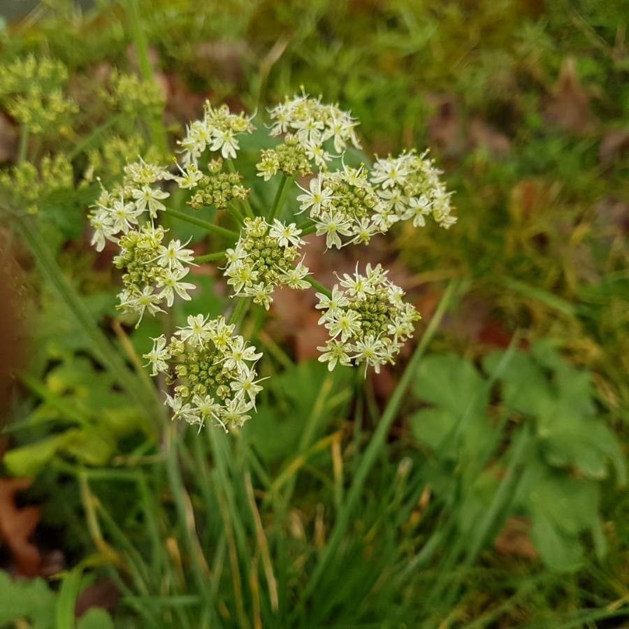 Heracleum sibiricum flower