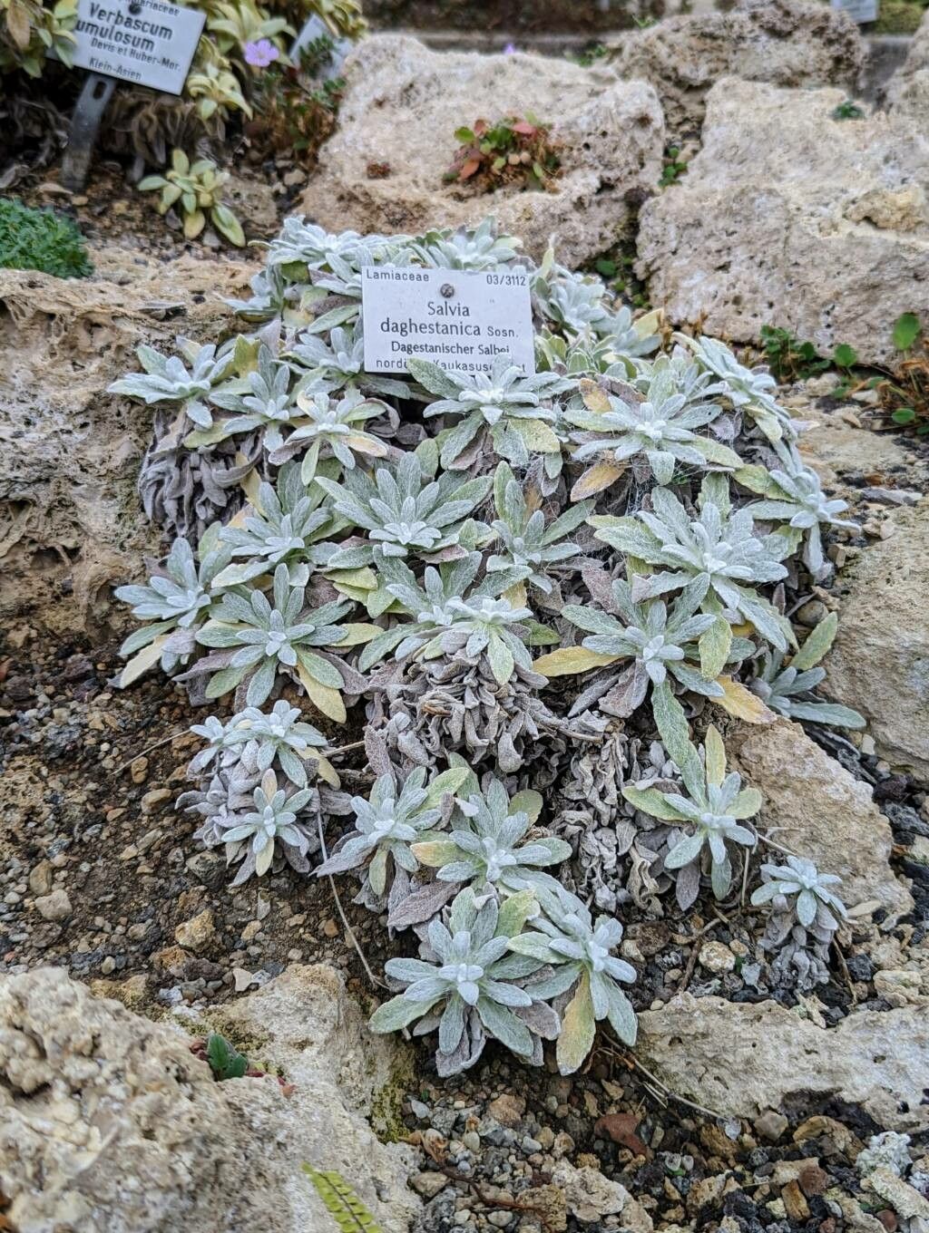 Salvia canescens habit