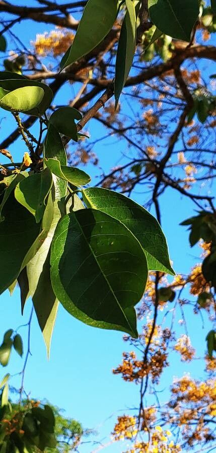 Pterocarpus erinaceus leaf