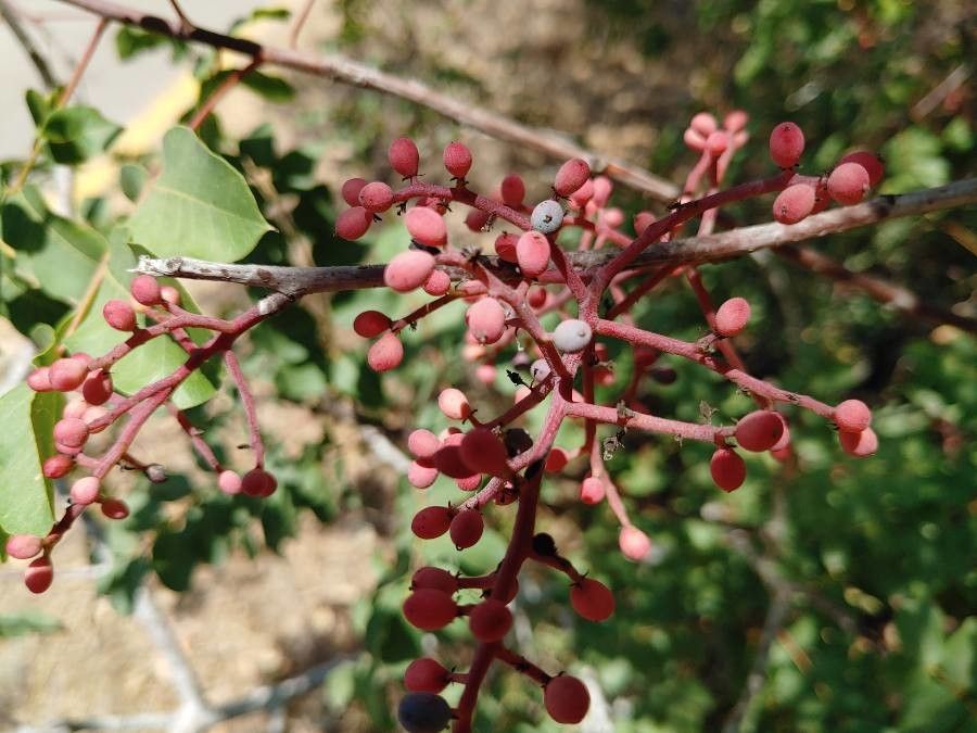 Pistacia palaestina fruit