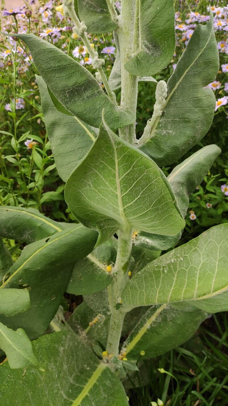 Verbascum bombyciferum — search result for 'Germany'