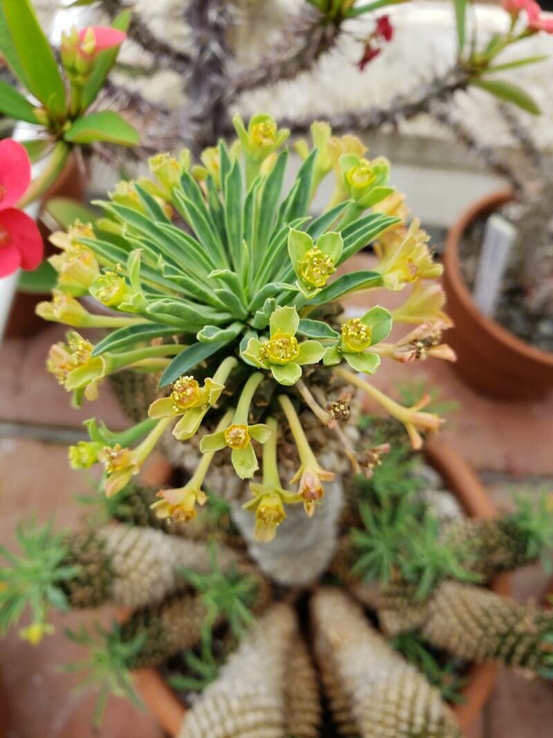 Euphorbia braunsii flower