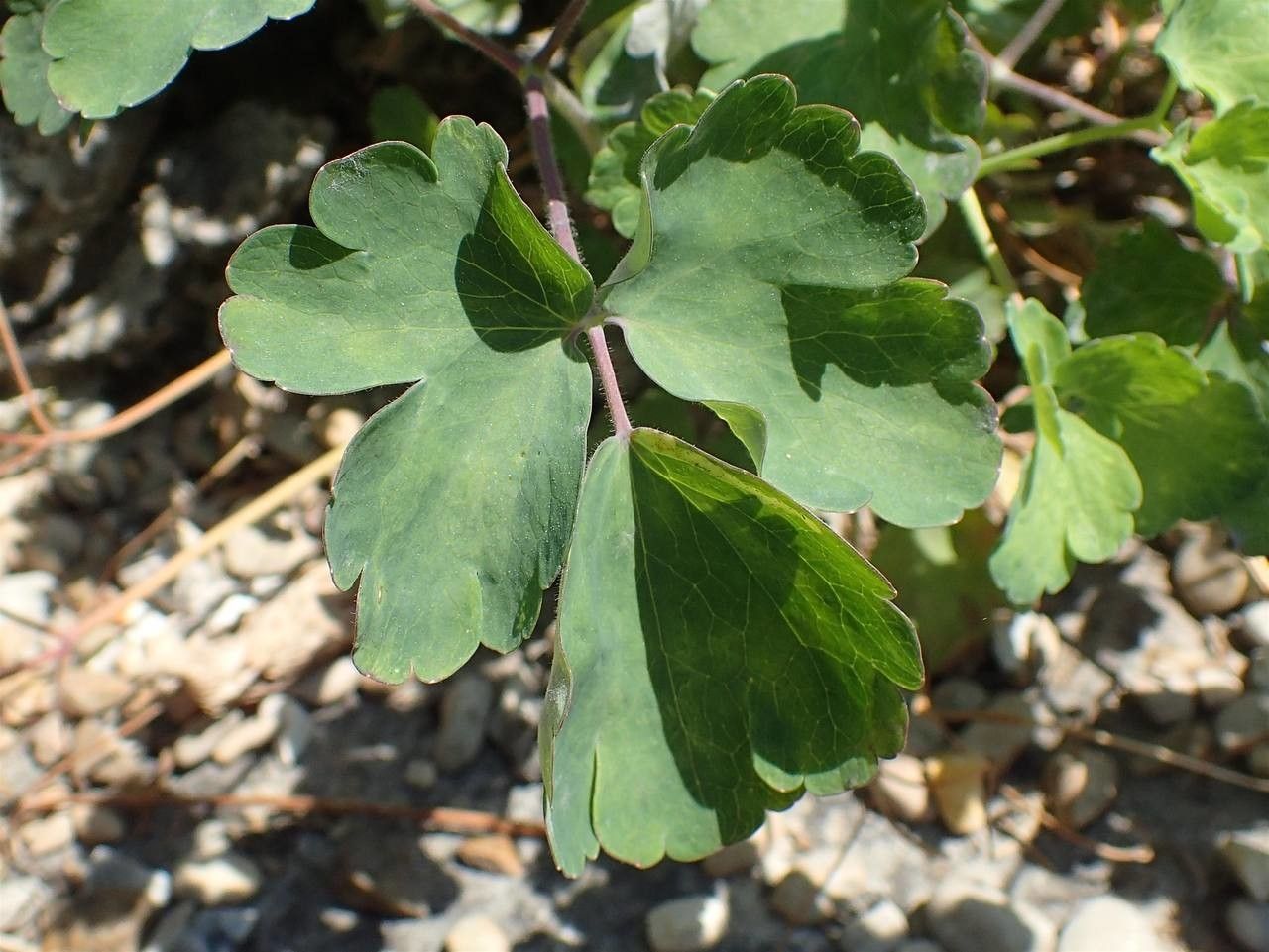 Aquilegia olympica — search result for 'Aquilegia'