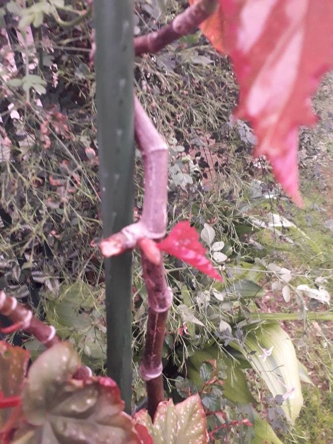 Malus × purpurea bark