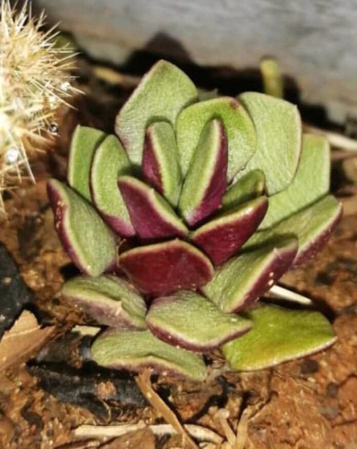 Anacampseros rufescens flower