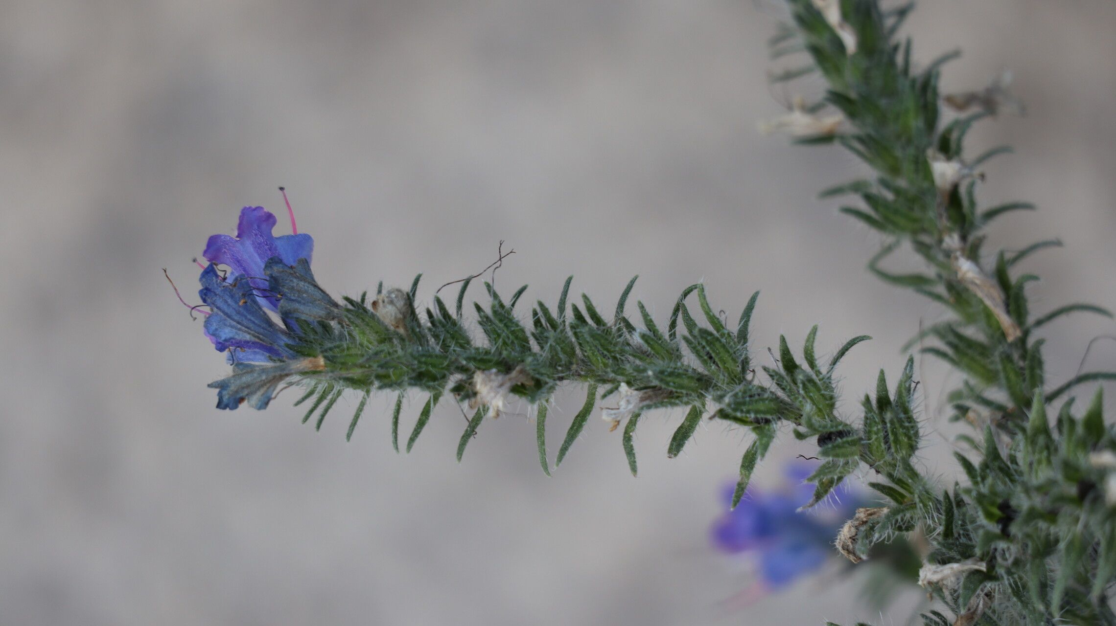 Echium gaditanum fruit