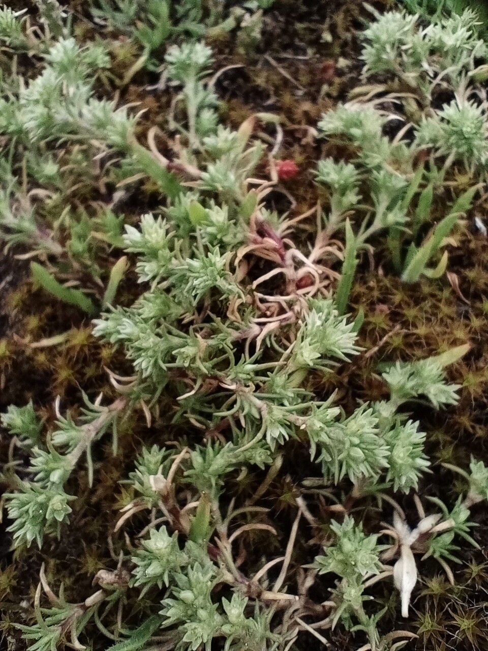 Scleranthus annuus — search result for 'Caryophyllaceae'