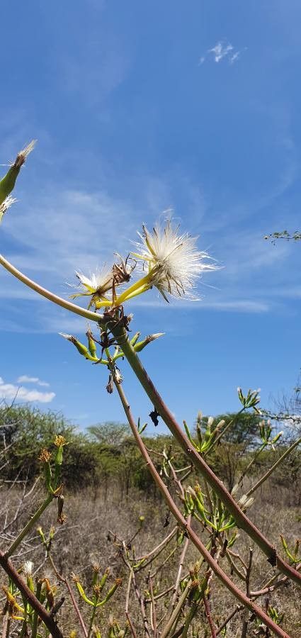 Kleinia odora fruit