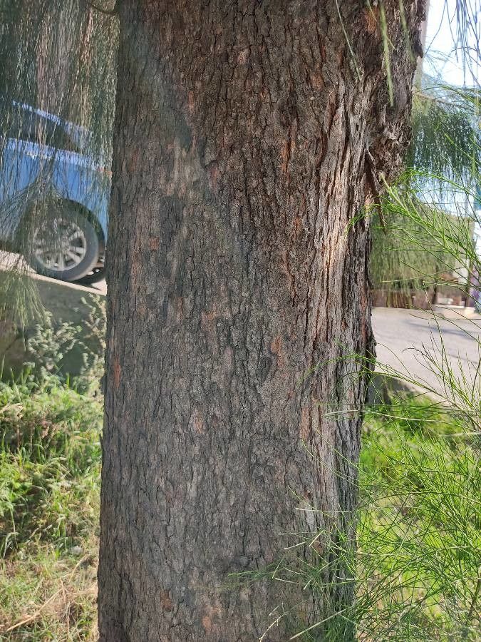 Gymnostoma nodiflorum bark