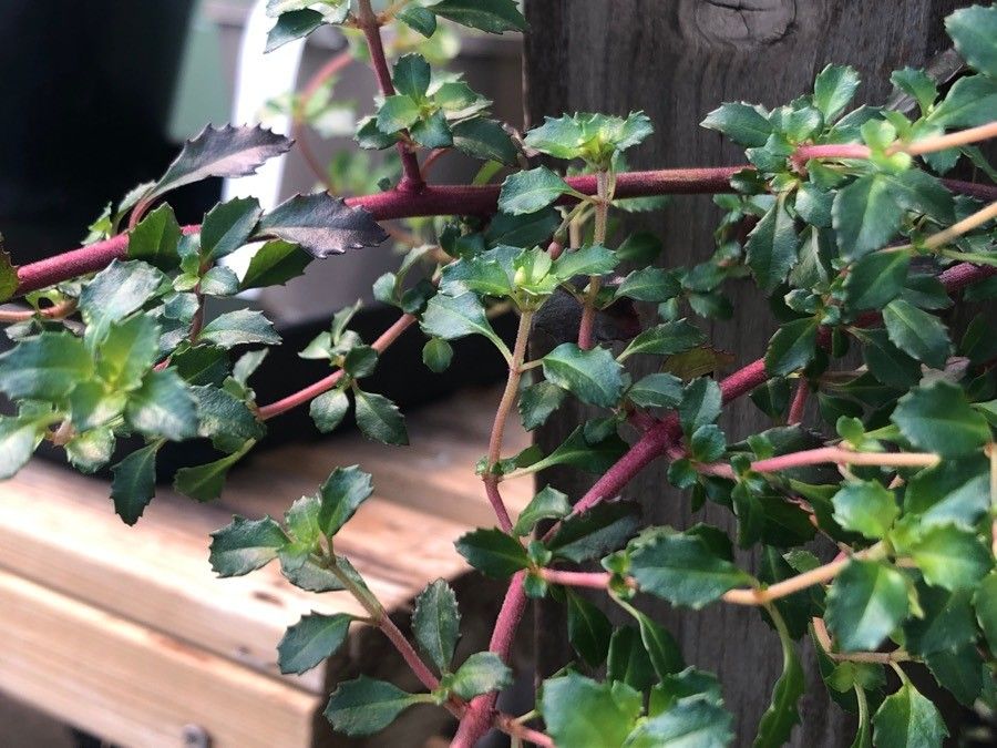 Fuchsia × bacillaris habit