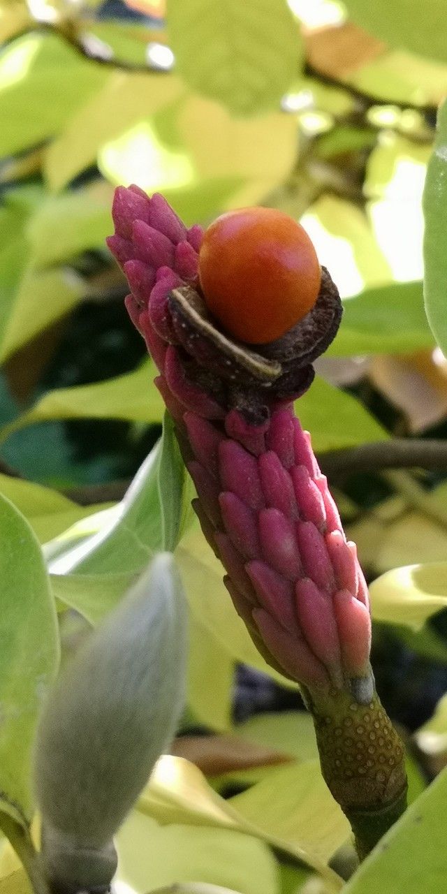 Magnolia × brooklynensis fruit