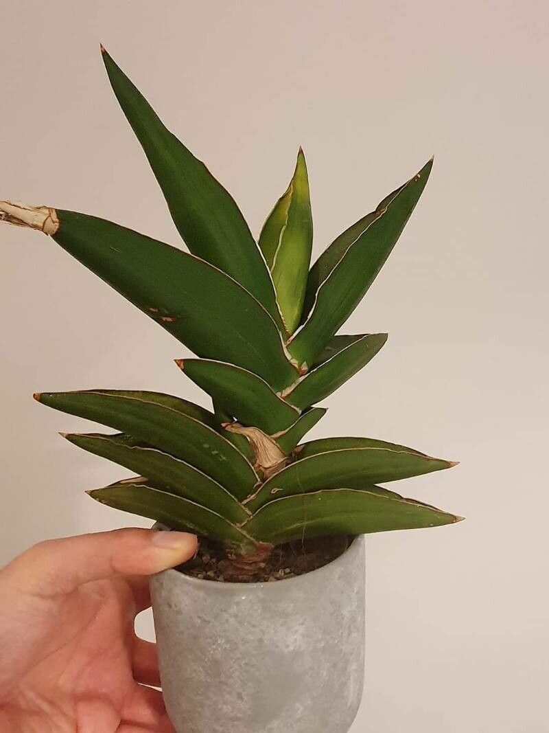Dracaena hanningtonii — search result for 'Sansevieria'
