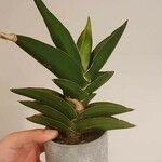 Dracaena hanningtonii