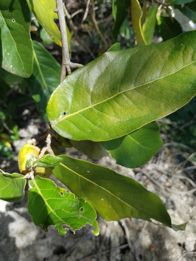 Heritiera littoralis — flood tolerant houseplant