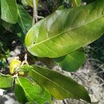 Heritiera littoralis