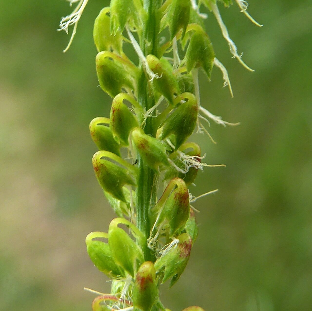 Melilotus sulcatus fruit