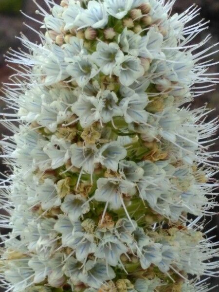 Echium hierrense flower