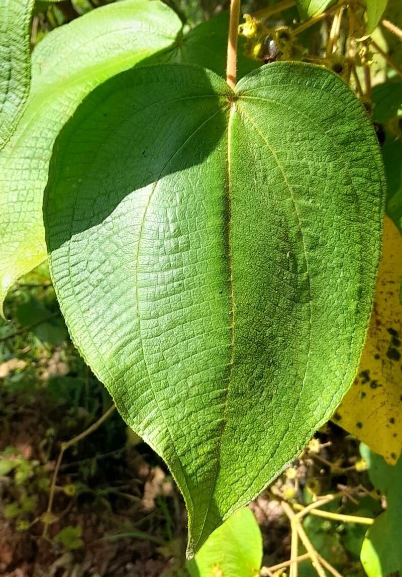 Clidemia umbellata — search result for 'Clidemia'